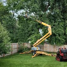 Best Tree Preservation Services  in Humble, TX