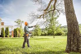 Best Tree and Shrub Care  in Humble, TX