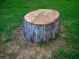 Trusted Humble, TX Tree Services Experts