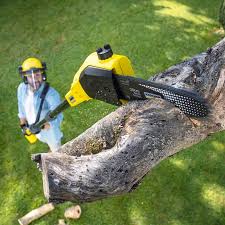 How Our Tree Care Process Works  in  Humble, TX