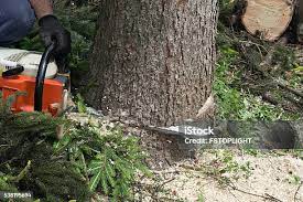 Best Utility Line Clearance  in Humble, TX