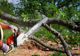 Best Leaf Removal  in Humble, TX