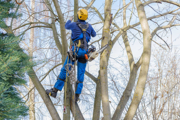 Best Tree Mulching  in Humble, TX