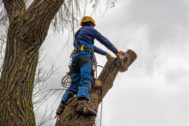 Leaf Removal in Humble, TX